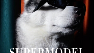 当我家狗变成国际超模