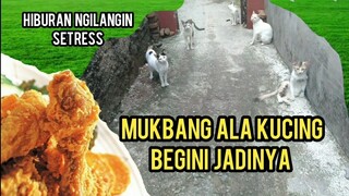 Bikin Ngakak Kucing-Kucing ini Asyik Banget  Mukbang Sate Kepala Ayam Crispy Lucu Banget..!