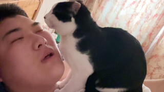Cat Kinesiology