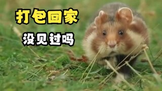 长相可爱脾气暴躁的野生仓鼠！