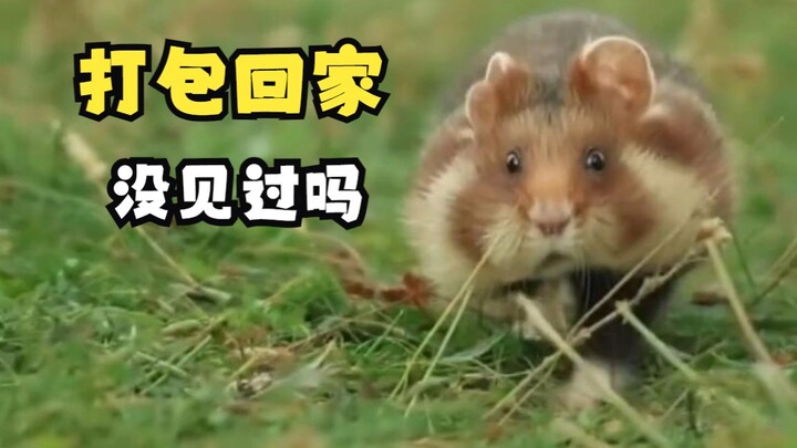 Hamster liar yang berpenampilan lucu namun pemarah!