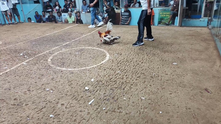 whitechoco vs bulik          by james mendina white choco