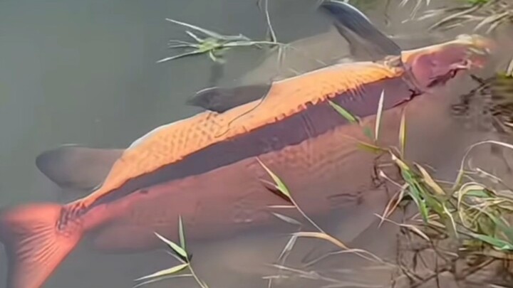 Domestic anglers have caught a giant red carp.