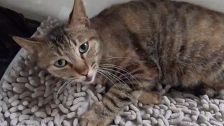 แมวจรจัดคลอดลูกบนเตียงหอพักหญิง ทำให้สาวน้อยตกใจจนร้องไห้