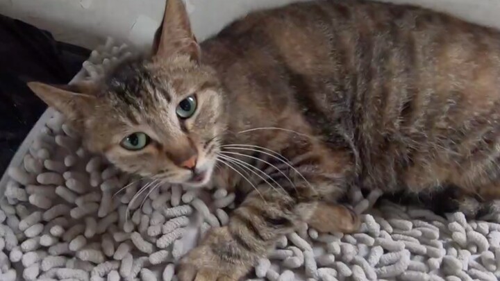 แมวจรจัดคลอดลูกบนเตียงหอพักหญิง ทำให้สาวน้อยตกใจจนร้องไห้