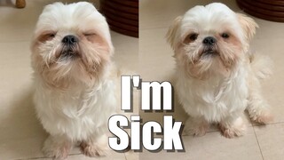 My Shih Tzu Dog is Sick | Prayers Up!