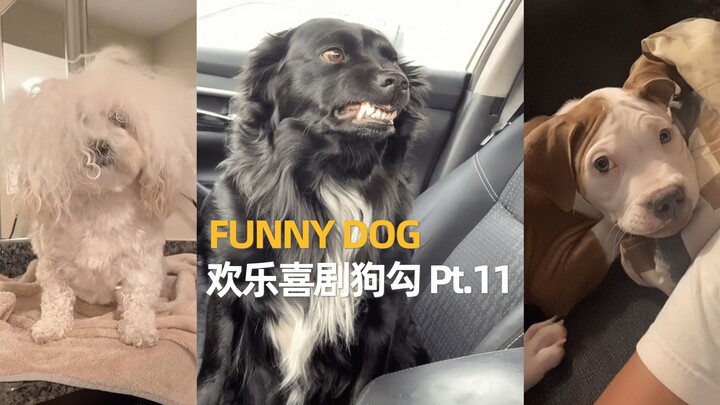 欢乐喜剧狗勾 Pt.11