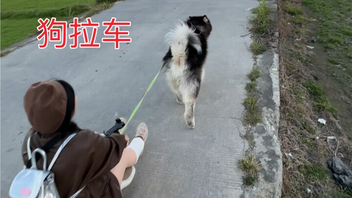 Dog: Wadasi, I can only help you so far—this car still has some serious pushback power, hahaha!