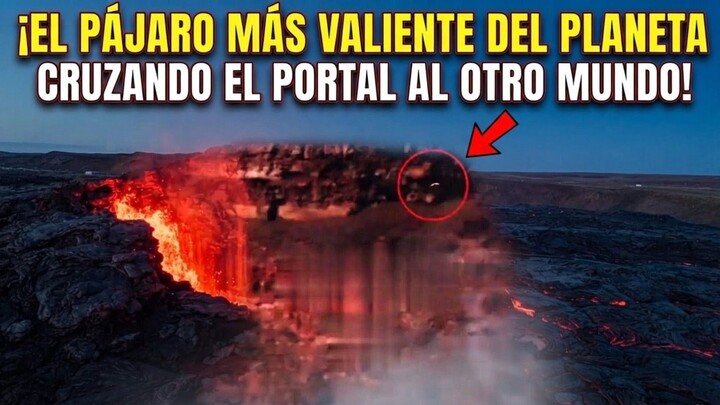 ¡El pájaro más valiente (o distraído) de todo el planeta cruzando el portal al otro mundo! 🦅🌋😂