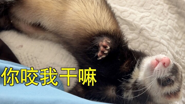 The way this little ferret bites is so full of spirit!