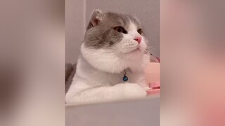 1 tin dui nữa là sau bao nỗ lực của mình thì Beo cũng lên 4,5kg rùi 😆 cat YOPOSEMUALEHOI GiangSinh2021