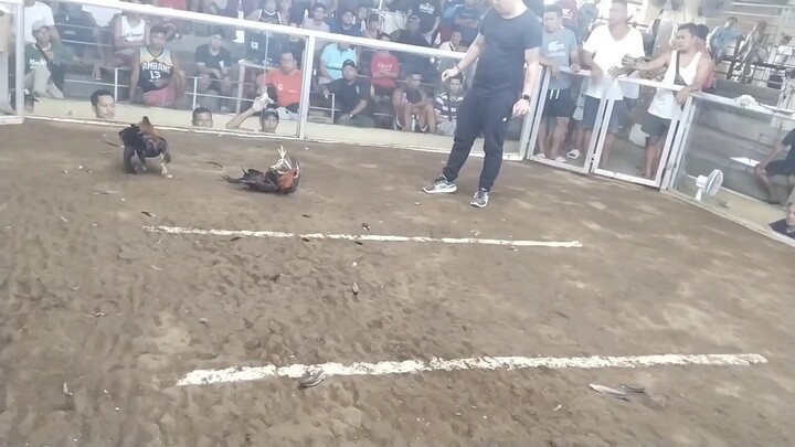 2Hits Ulutan - Majayjay Coliseum ( Black Tiger)