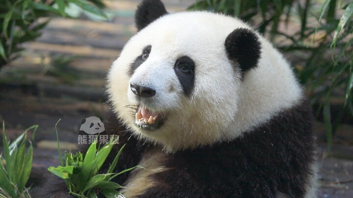 Pernah lihat Huahua marah?