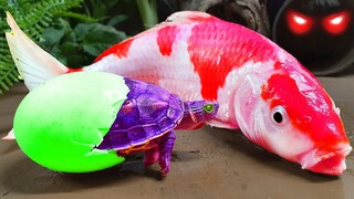 Wow..Temukan selimut video Lucu ikan koi besar dan kura kura ikan akuarium mainan Stop Motion ASMR