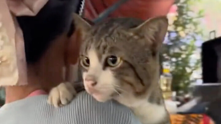 Kucing yang biasa makan dan tidur gratis di pasar tradisional akhirnya langsung menetap di sana.