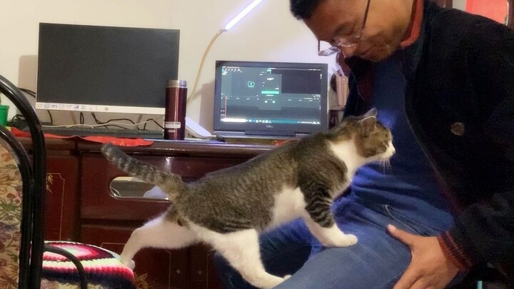 Girls, pay attention: When a guy really, really likes you, he’ll act just like this cat!