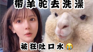 What’s it like to give an alpaca a bath? Turns out, this is what happens when you shower an alpaca..