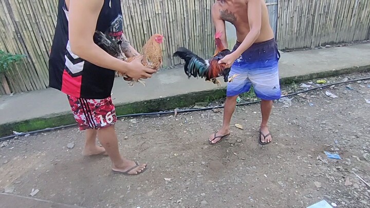 JGBACKYARD pa ugnat stags