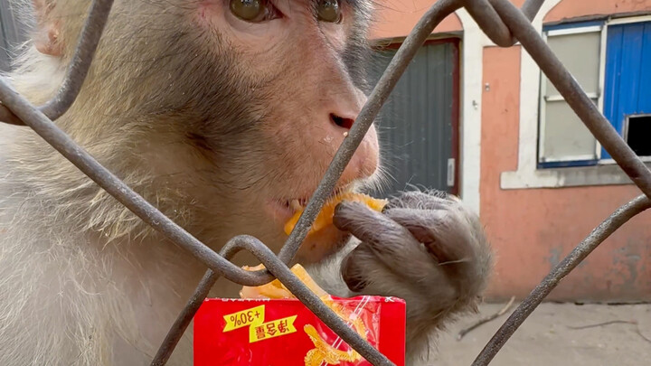 起猛了，醒来就看见小吗喽在那嘎达狂炫魔芋爽