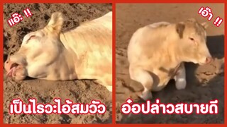 เห็นไอ้สมวัวนอนนิ่ง แต่ที่จริงมันกลับ .... !! ( รวมฮาพากย์ไทย )