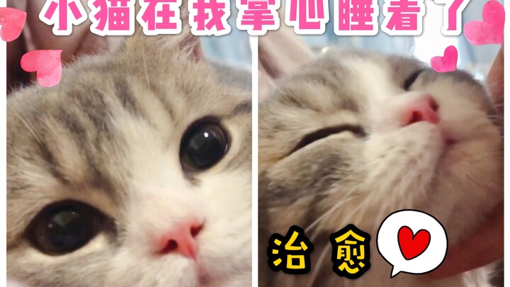 【Buku Harian Buta】Bagaimana rasanya menggendong seekor kucing malaikat yang tertidur di telapak tang