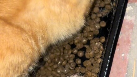 إذا أُصبتَ بالتهاب الفم، فهذا يعني أنك على وشك الموت؛ لم أعد قادراً على مضغ الطعام. كل ما أستطيع فعل