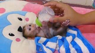 Dad Feed Milk To Lovely Tiny Mino