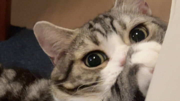 A peaceful life often only needs a cute little kitten.