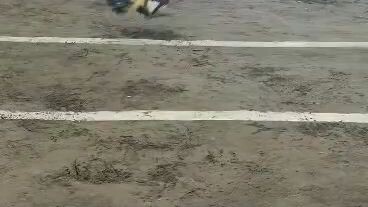 jelo