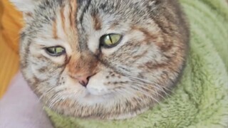 The cats are chirping and the big and small grains are falling into the bowls.