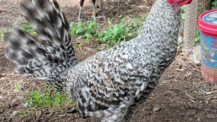 Rome dome national 2025