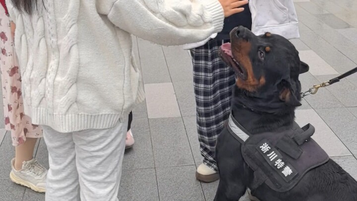 لون “الشرطة” في المطر! النمر الأسود الصغير يحرس خلال عطلة العيد الوطني: حارس المدينة الصامت ومحبوب ا