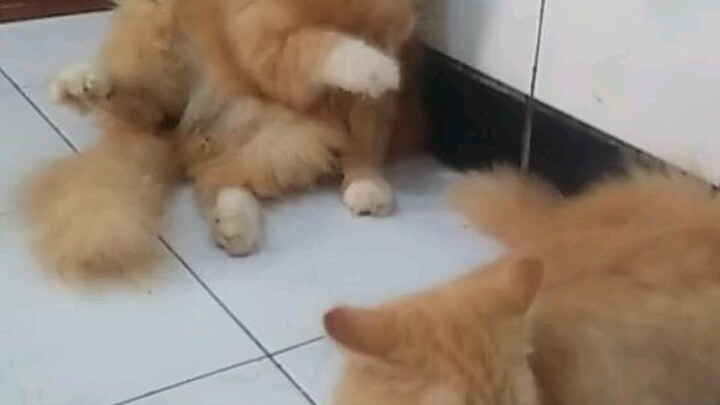 bapak sama anak