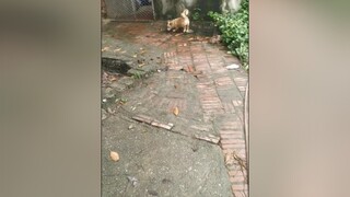 Bơ vẫn đang tìm Bông...cunyeucuadua yeucho yeuchomeo cún cúncon chó chómèo chócon chókhôn yeuchomeo chócute pet dog dogsoftiktok doggo