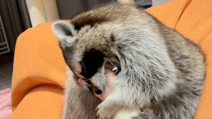 الراكون الكبير الذي يحب العض #الراكون الصغير #حيوانات أليفة في المنزل #مضحك