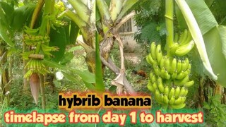Time lapse hybrid  banana day 1 to harvest,  Philippines  mountain village,