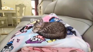 Earl! Sir! Good! Cat!