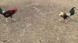 PULANG LINAW VS TALISAIN  spar