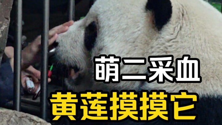 The vet gave Meng’er a checkup and drew blood, while Huanglian kept gently touching Meng’er’s nose, 