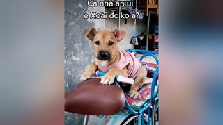 Sắp xa e rồi huhu. cunyeucuadua yeucho yeuchomeo cún cúncon chó chómèo chócon chókhôn yeuchomeo chócute pet dog dogsoftiktok doggo