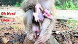 Tiniest Baby Monkey Is Rapidly Picked Up And Checks Urinary System And The Puts Down Quickly
