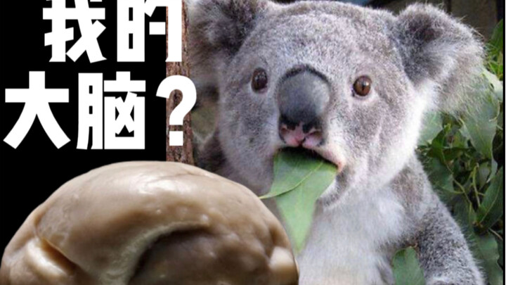 Não của gấu koala trơn quá, ruồi bám lên là chân trượt tuốt!