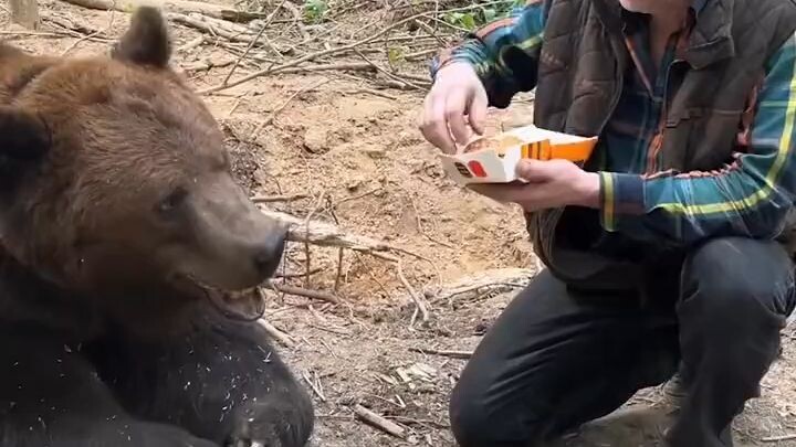 Bear refused to eat big mac