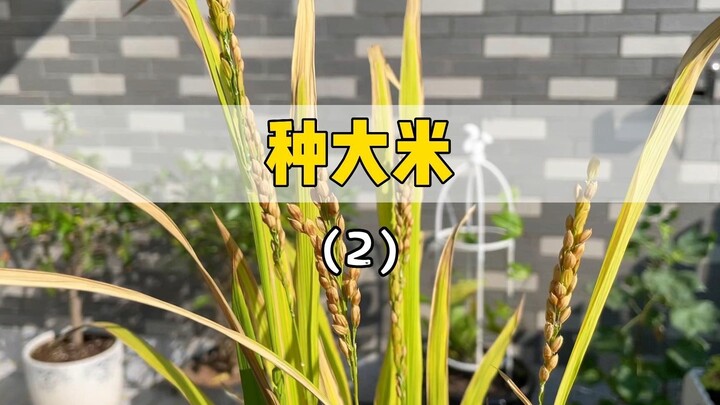The sequel to growing rice is here~