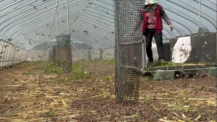 A big brother in Dezhou raises locusts in greenhouses, harvesting three generations from each crop a