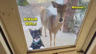 MAJIKAN TERKEJUT..!😱 Ketika Kucing Bawa Pulang Rusa Ke Rumah Untuk Majikannya 🐱