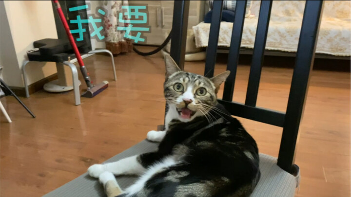 I heard that brushing a kitten’s forehead with a toothbrush makes it think of its mom [Pee-Pee the C