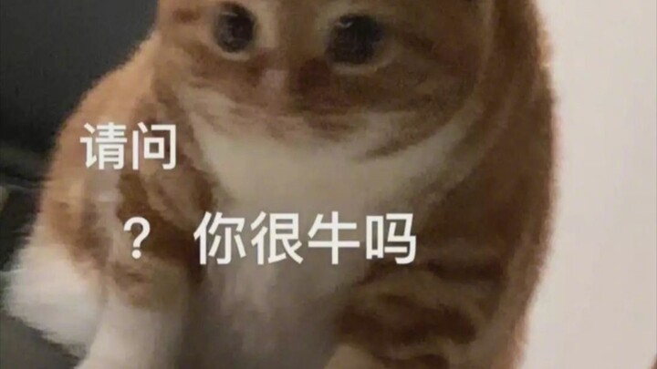 “Kucing Kecil Adalah Psikolog Terbaikku”