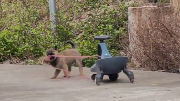 Anak anjing: Siapa sih yang bukan bayi kecil?