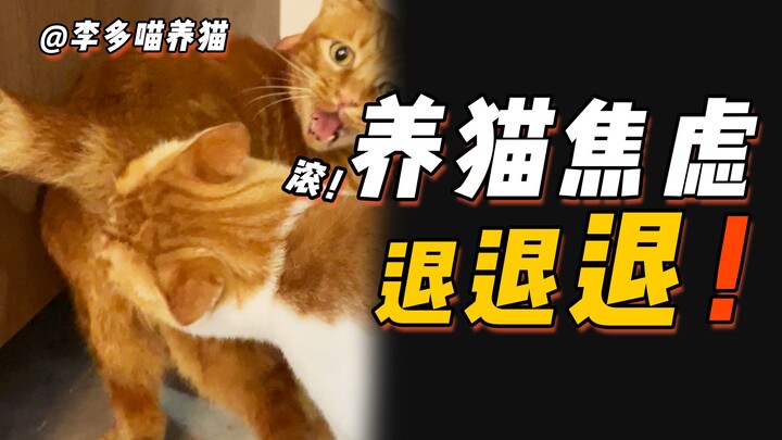Mèo nhà bạn mắc những “bệnh nặng” này 😓 chứng tỏ bạn nuôi rất tốt